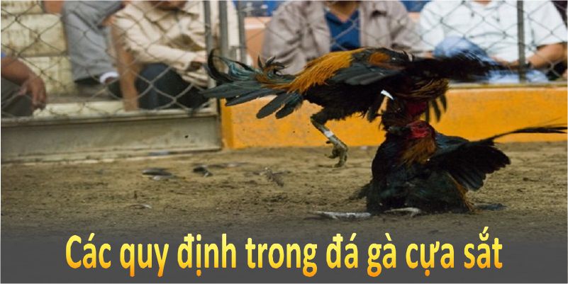 Các quy định trong đá gà cựa sắt không hề đơn giản, nhưng rất thú vị