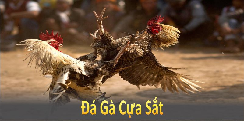 Đá Gà Cựa Sắt – Trải Nghiệm Những Trận Đấu Kịch Tính