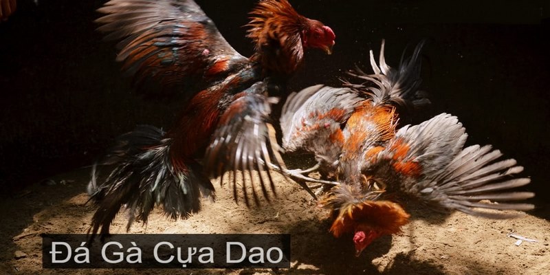 Luật đá gà cựa dao đang được FB88 áp dụng